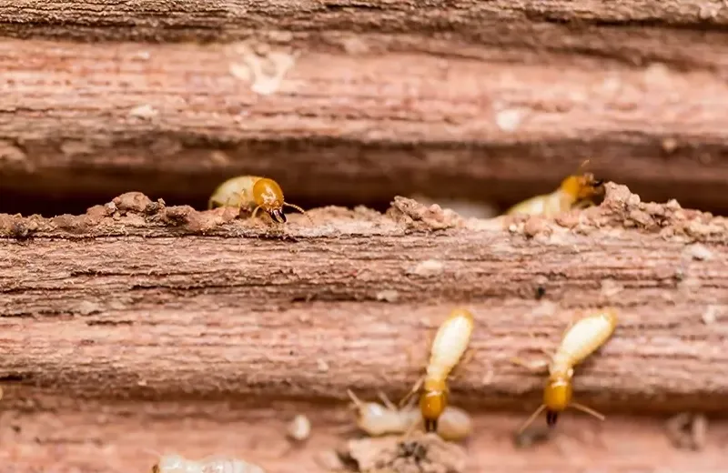 termites